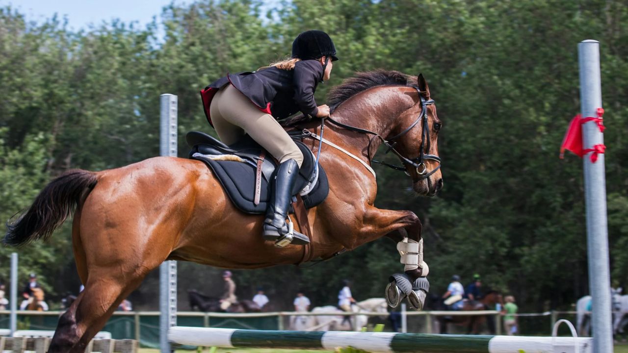 Parts of a Saddle: A Complete Guide to Saddle Components