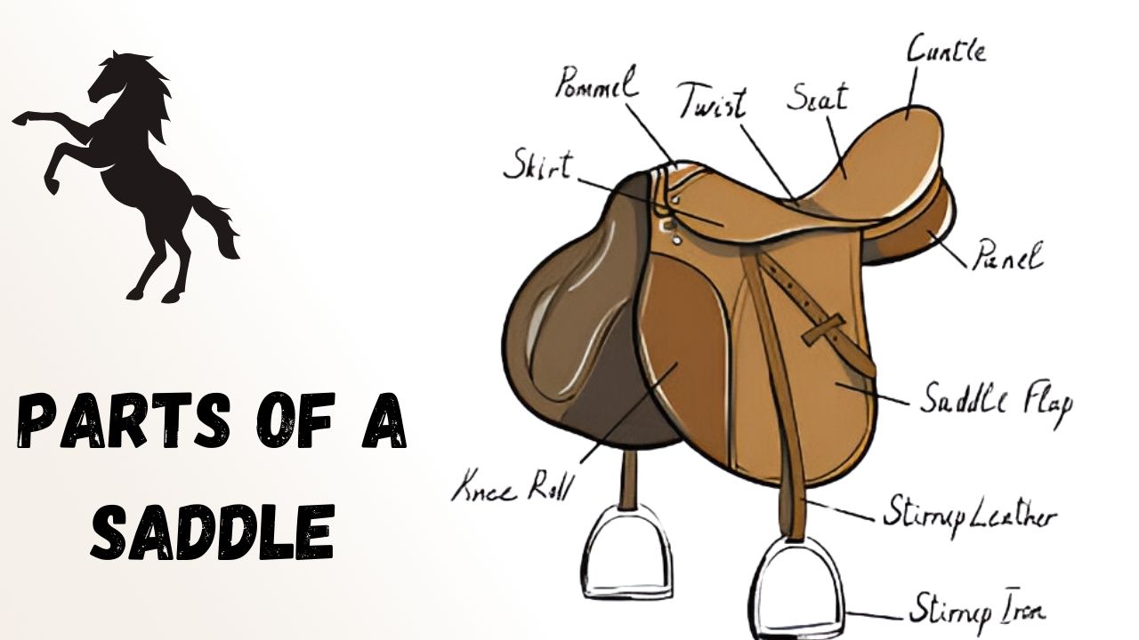 Parts of a Saddle